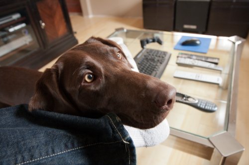 My brother's dog Sophia